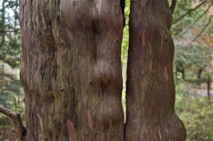 Eibenholz - wunderschön und kostbar - vor allem wenn es lebt!