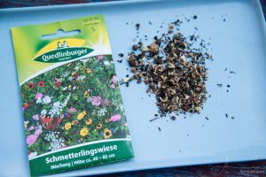 Schmetterlingswiese Quedlinburger