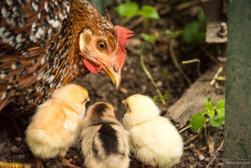 Henne Sitzt Nur Im Nest