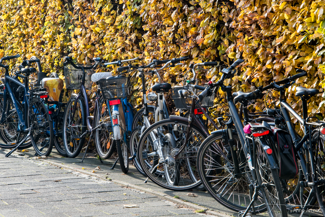 Fahrräder in Münster