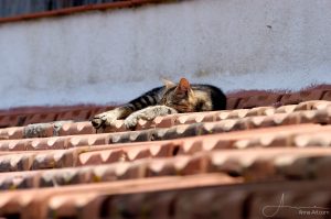 Katze auf Dach