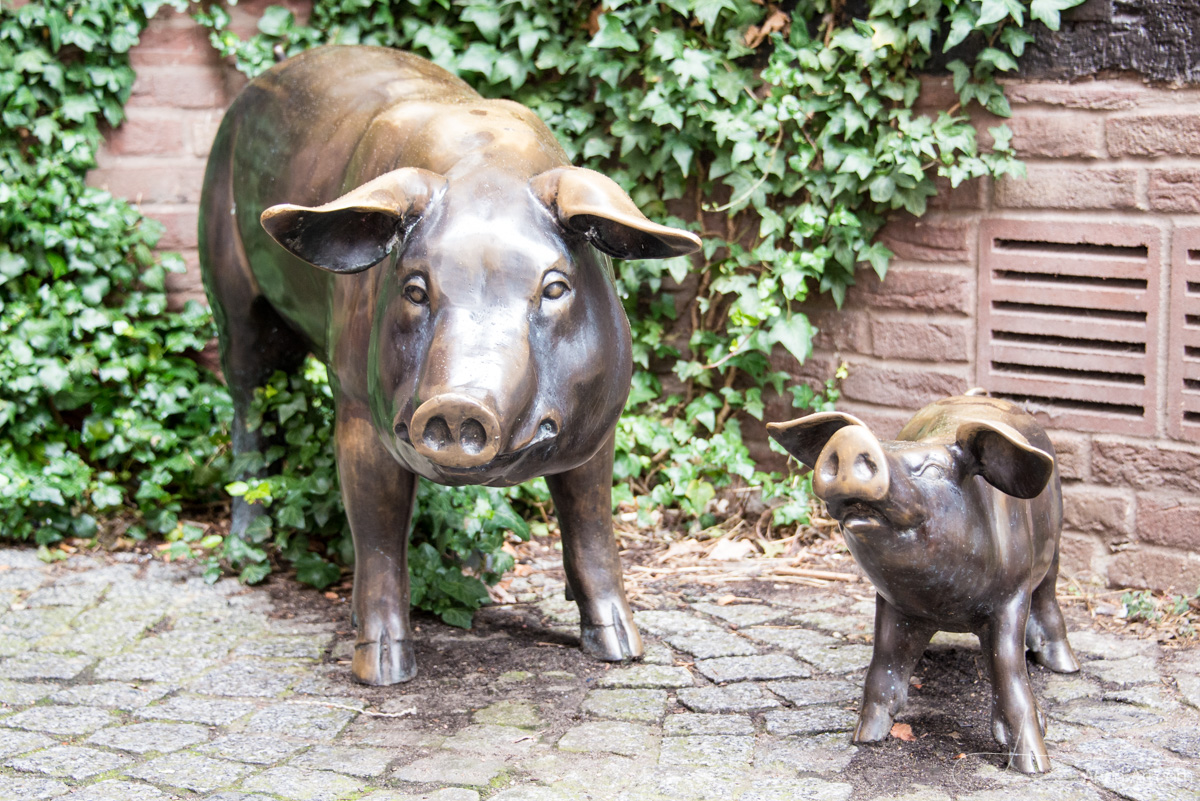 Schweine in Buxtehude