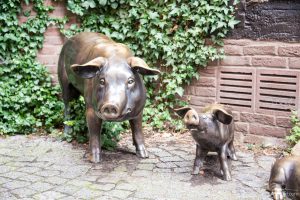 Schweine in Buxtehude