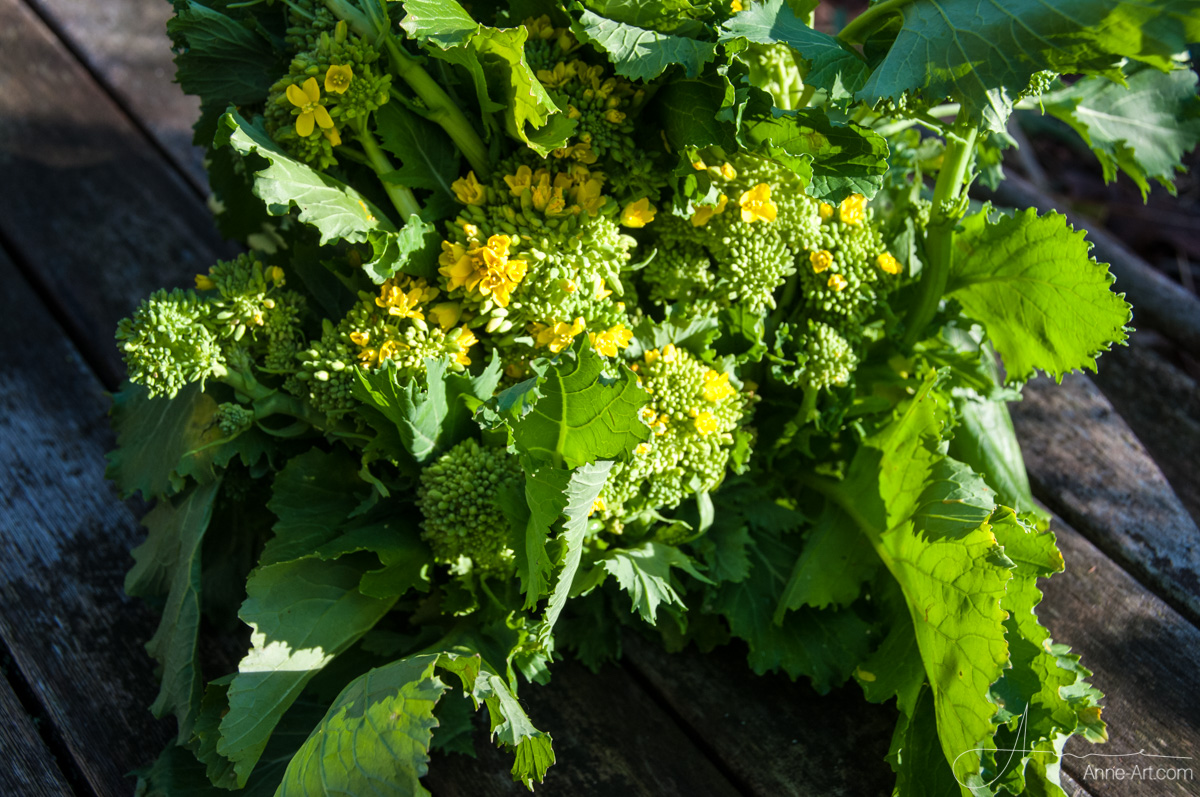 Cima di Rapa, Stängelkohl, Wilder Brokkoli