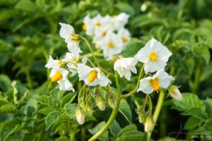 Kartoffelblüte