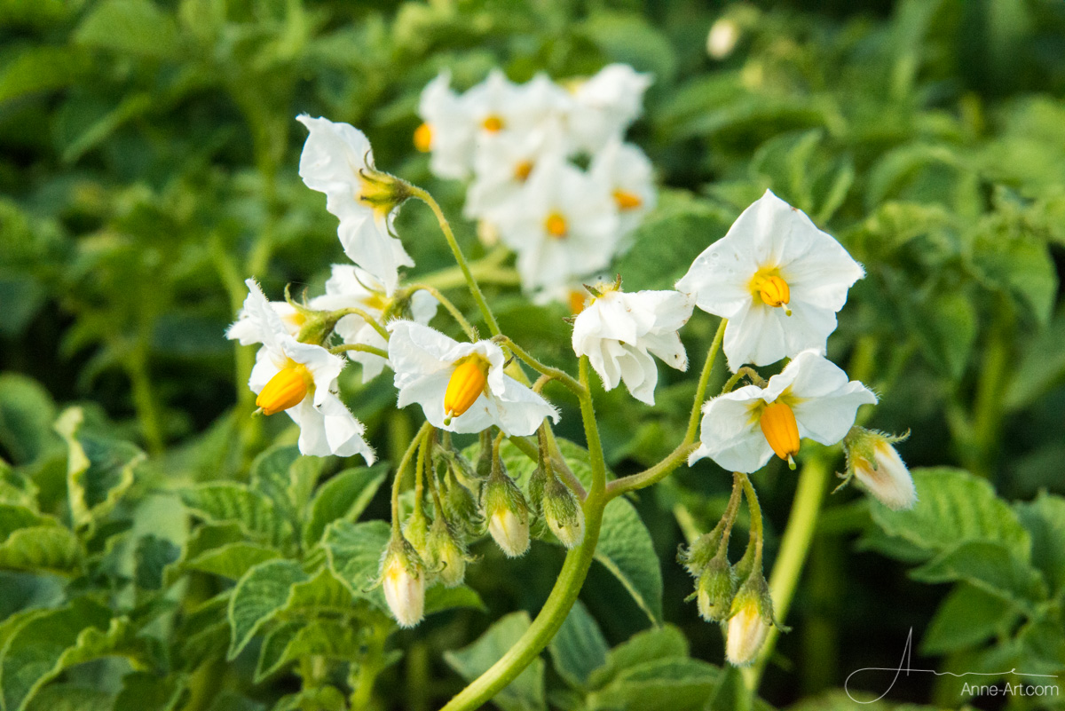 Kartoffelblüte