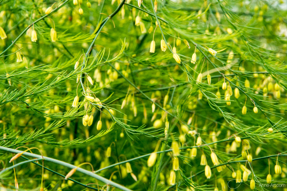 Spargelblüte