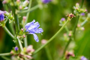 Blüte Chicorée