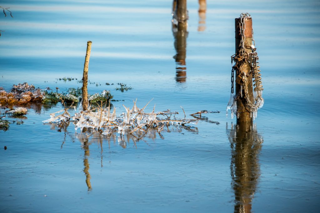 Viviparie - dem Wetter ein Schnippchen schlagen - Anne ART