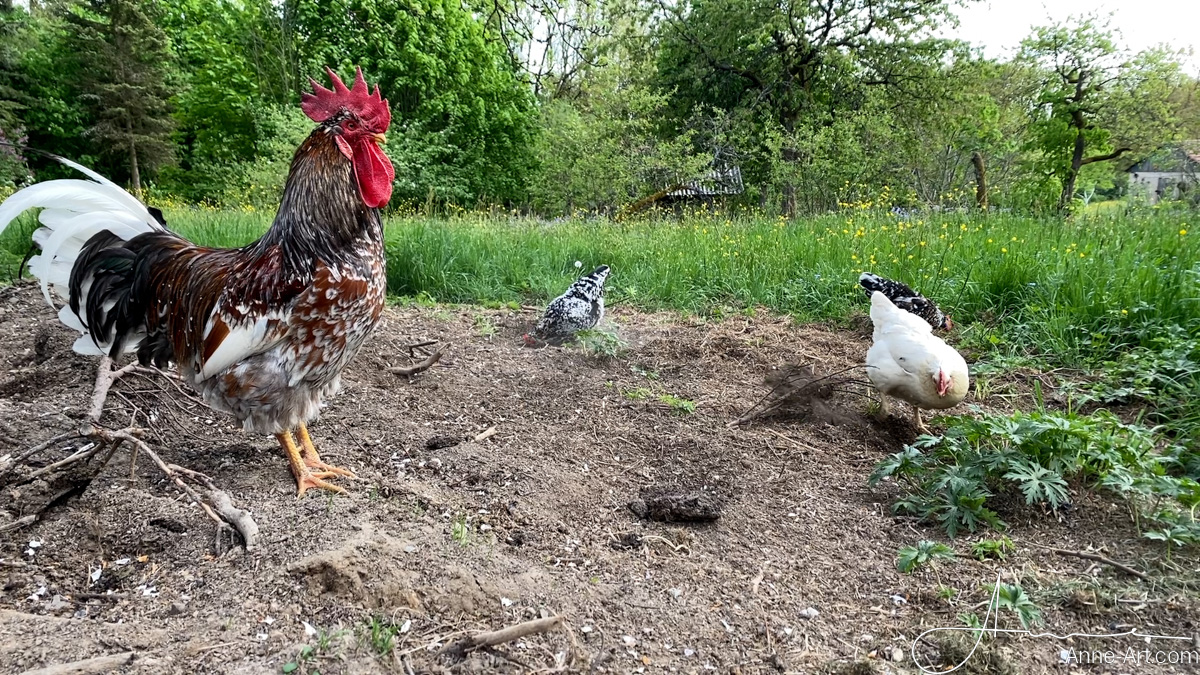 Hühner beim Graben