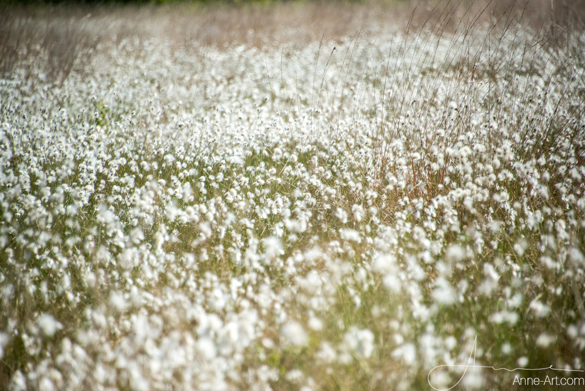 Wollgrasblüte in Niedersachsen