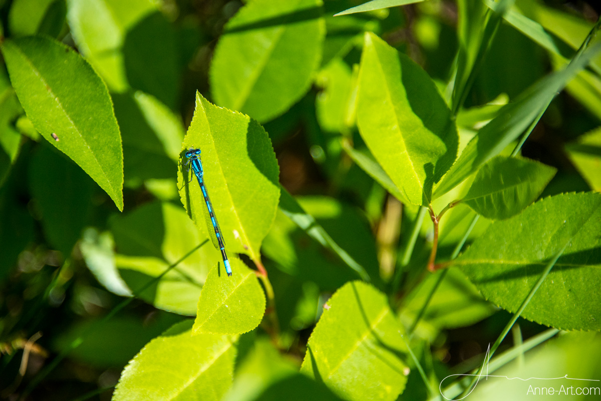"Becher-Azurjungfer" (Enallagma cyathigerum) 