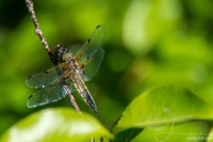 "Vierfleck" (Libellula quadrimaculata)