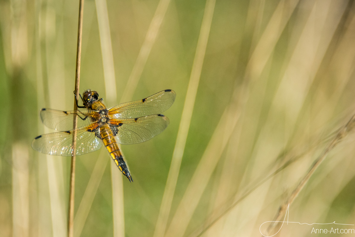 "Vierfleck" (Libellula quadrimaculata)